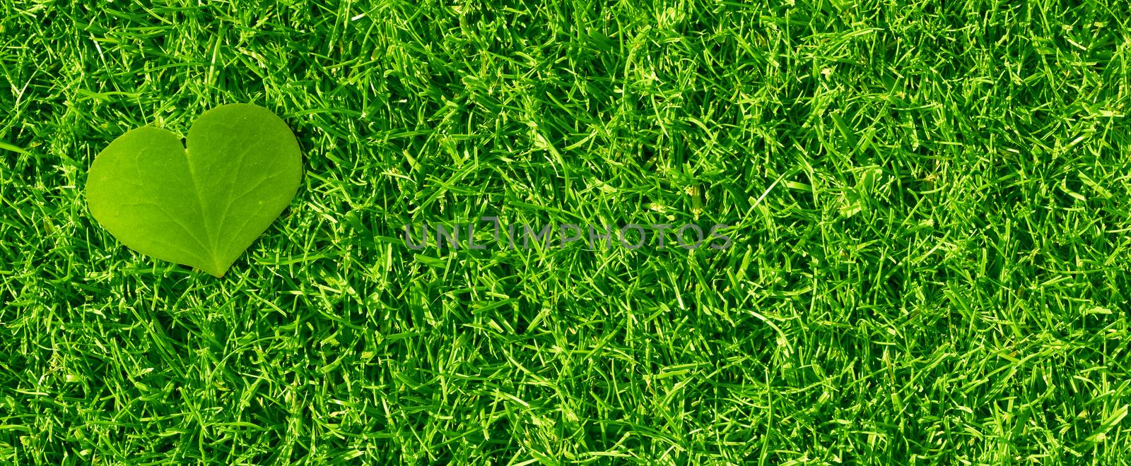 Heart shaped clover petal over green grass, horizontal banner