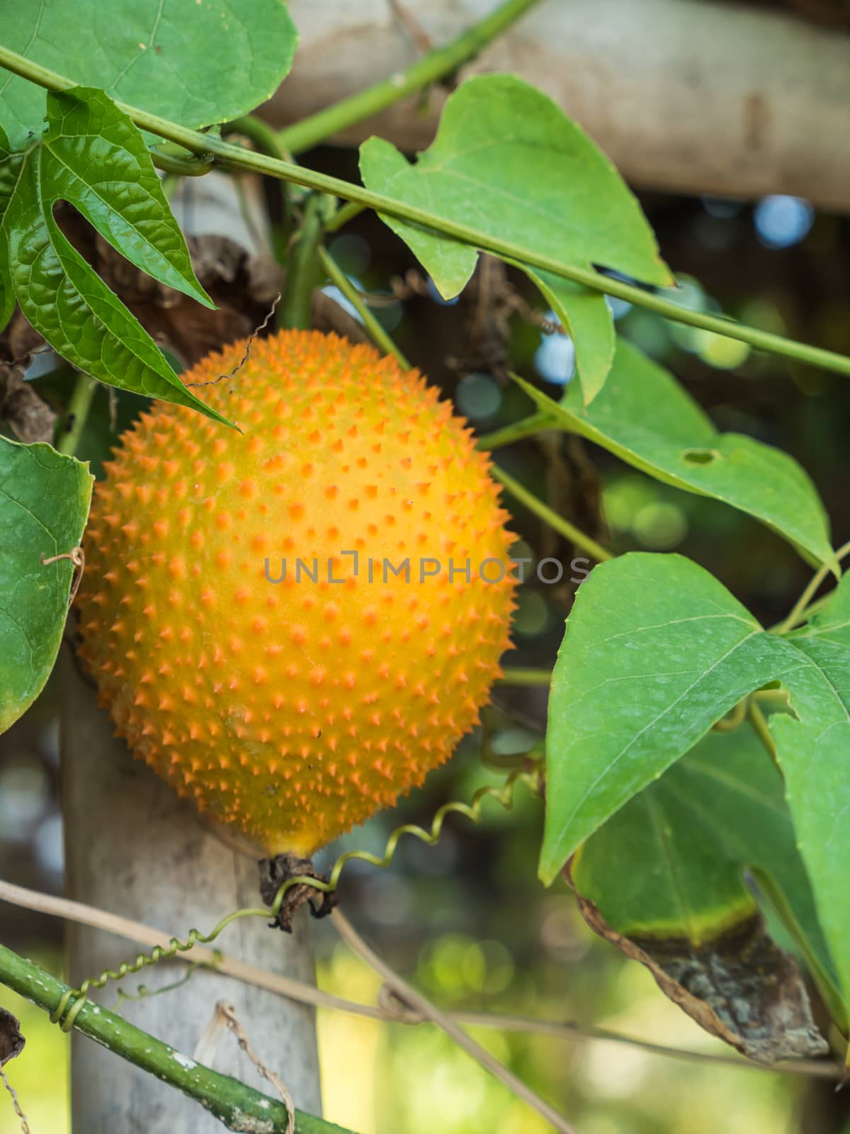 momordica hanging on a branch of bamboo structure.