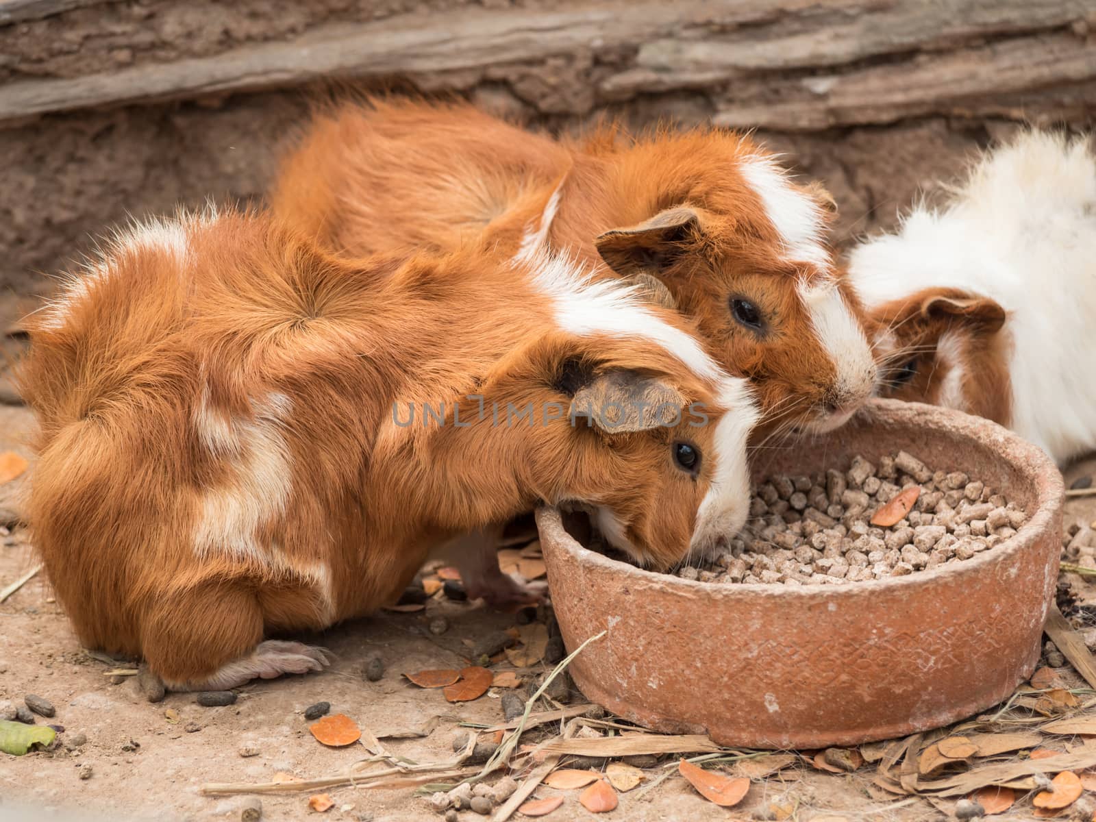 Cute guinea pig feeding. by lavoview