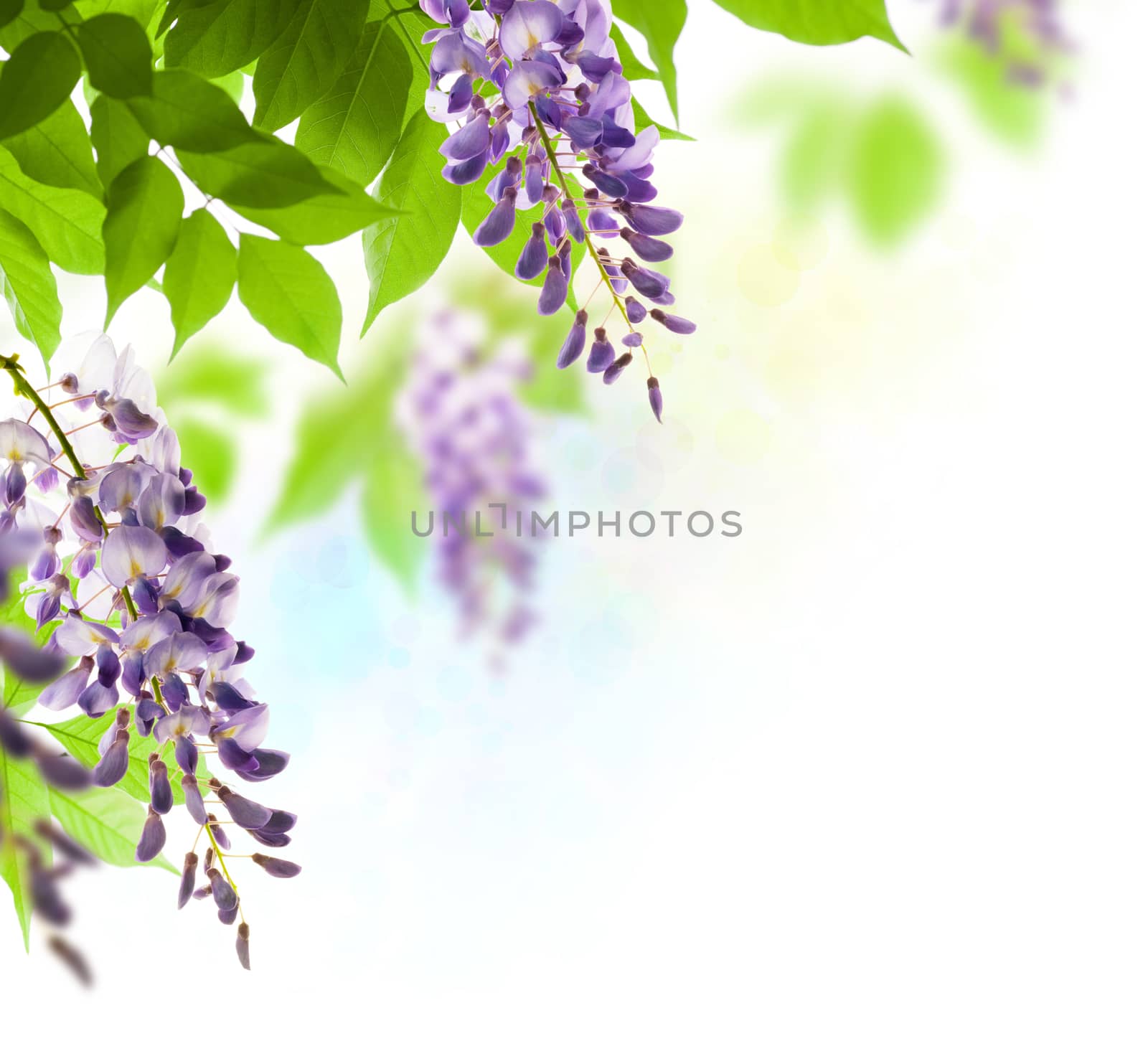 green leaves border for an angle of page over a white background - wisteria leaf