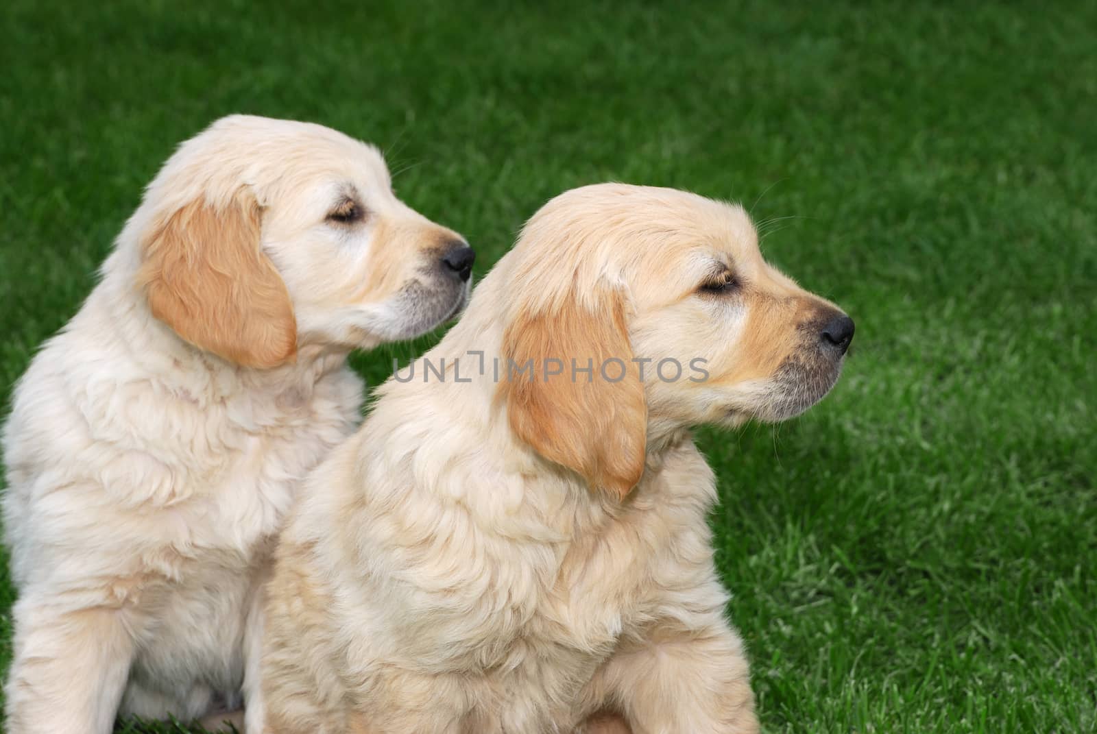 Two golden retriever puppies sitting on a grass.