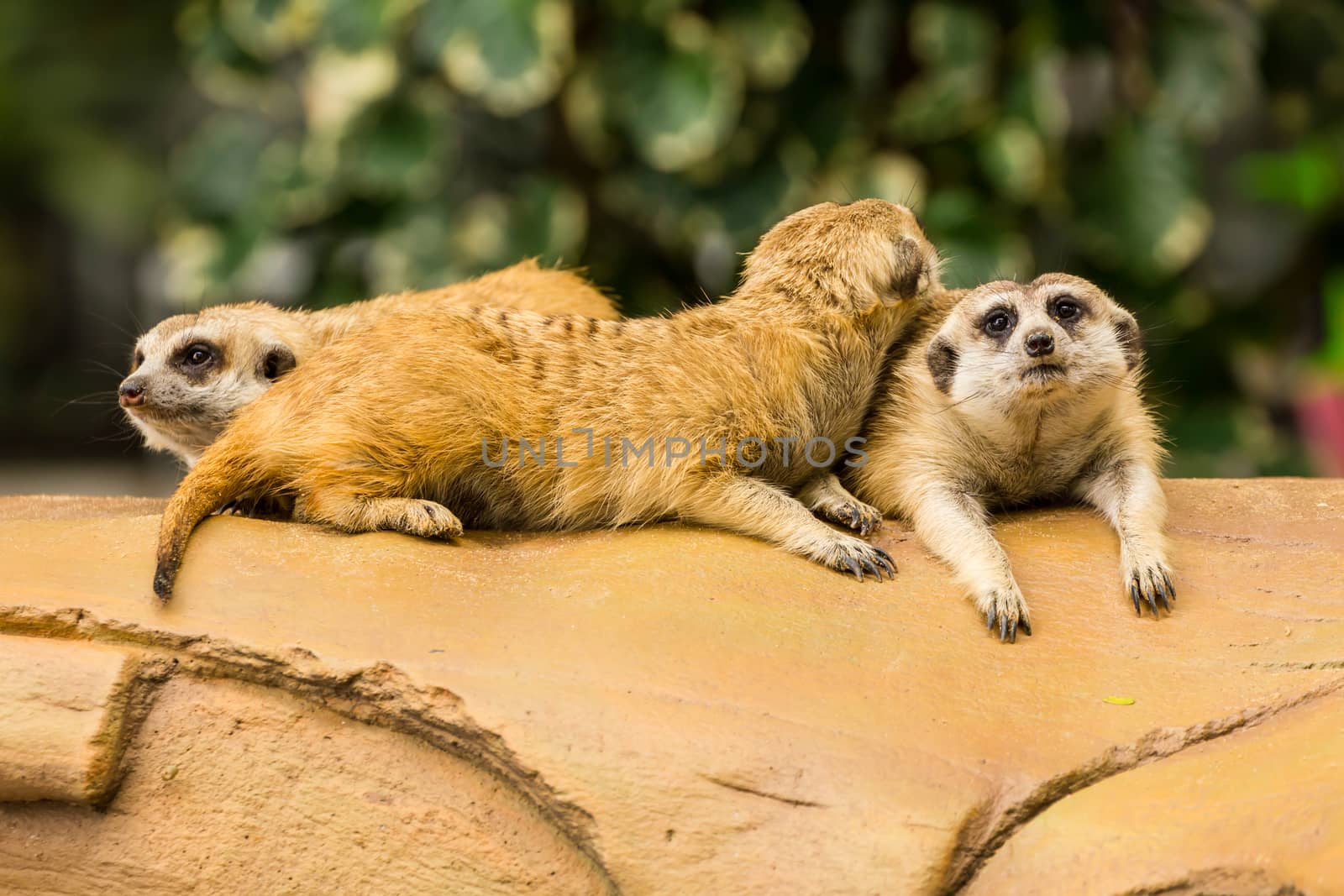 Meerkat resting on ground in zoo, Thailand.