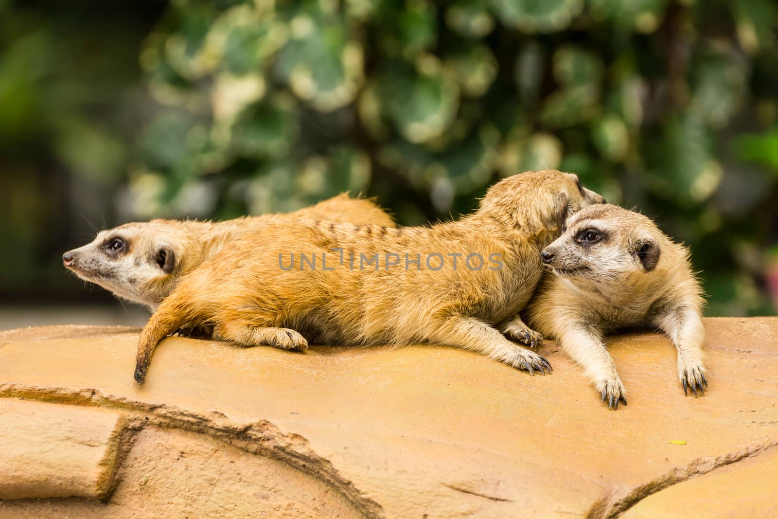 Meerkat resting on ground in zoo, Thailand.
