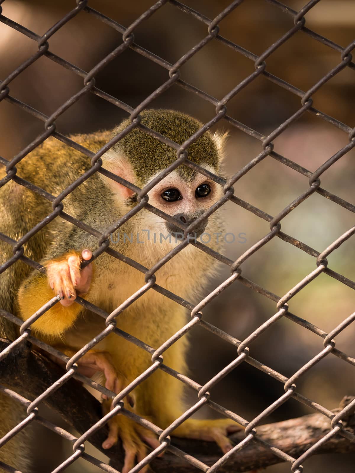 Squirrel monkeys in steel cage. by lavoview