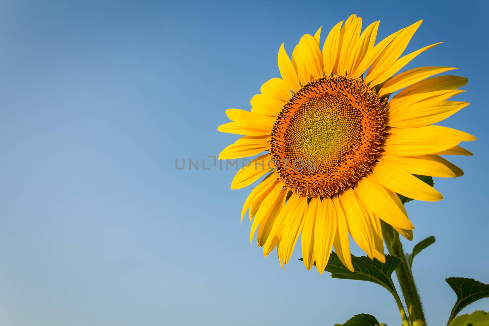 Sunflower in plantation facing to morning light.