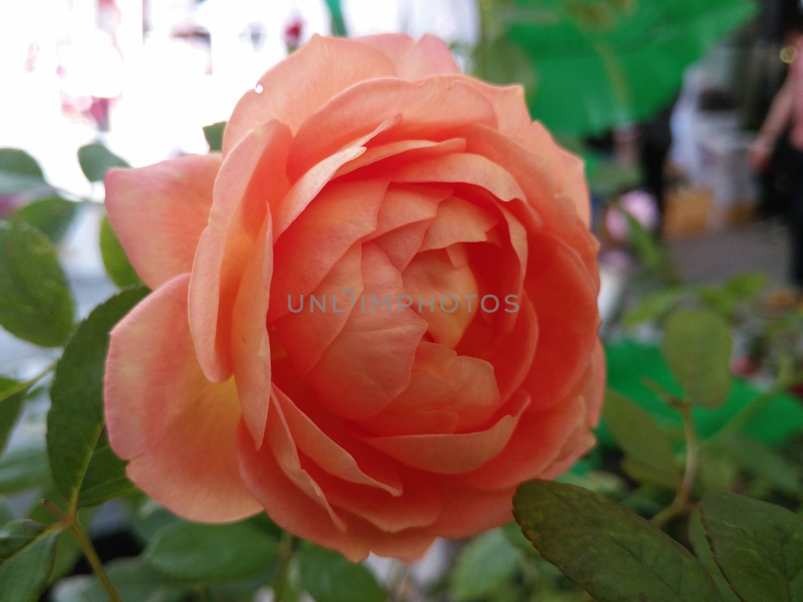 Orange Rose by Sevenskyx