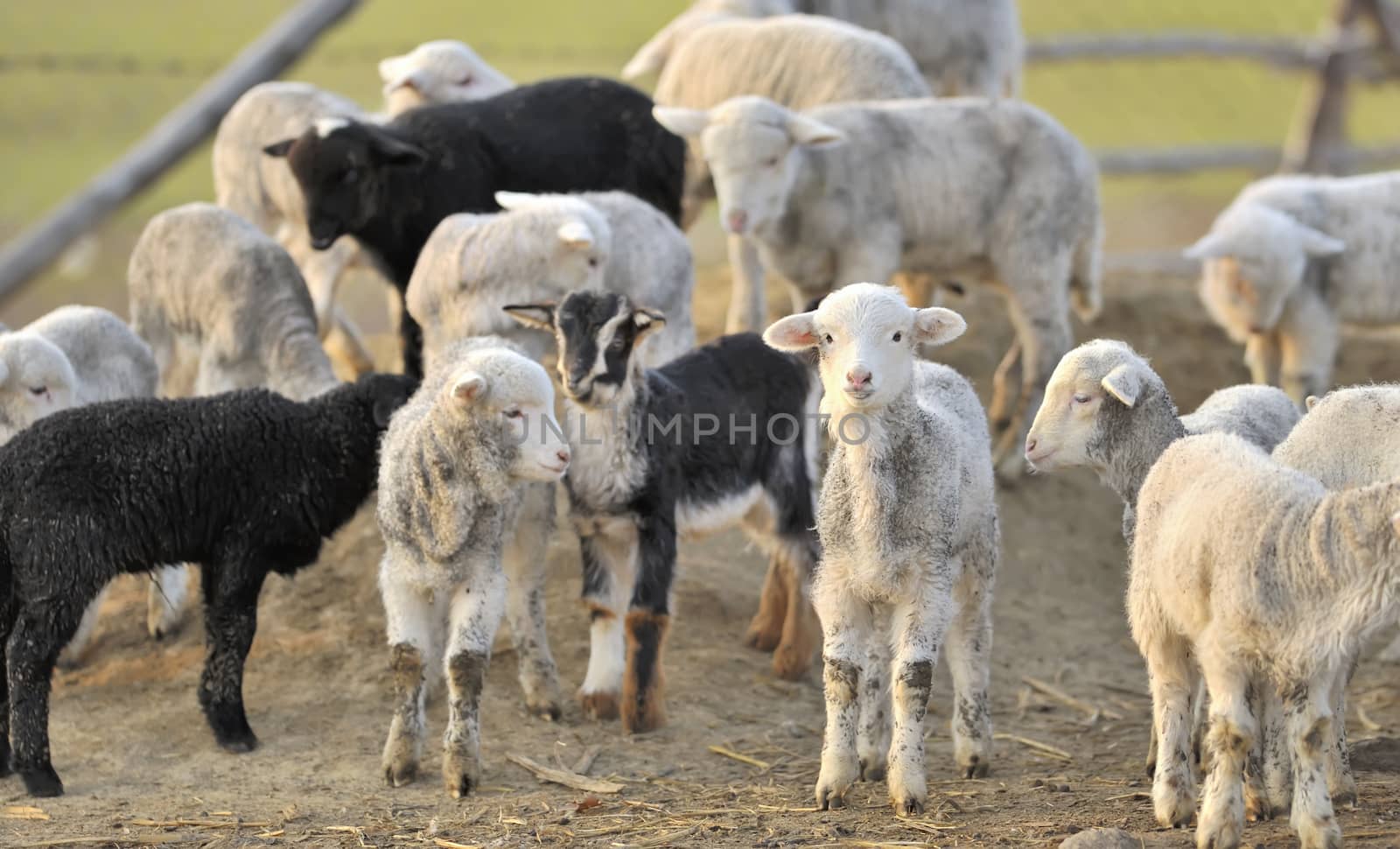 A flock of young sheep on farm