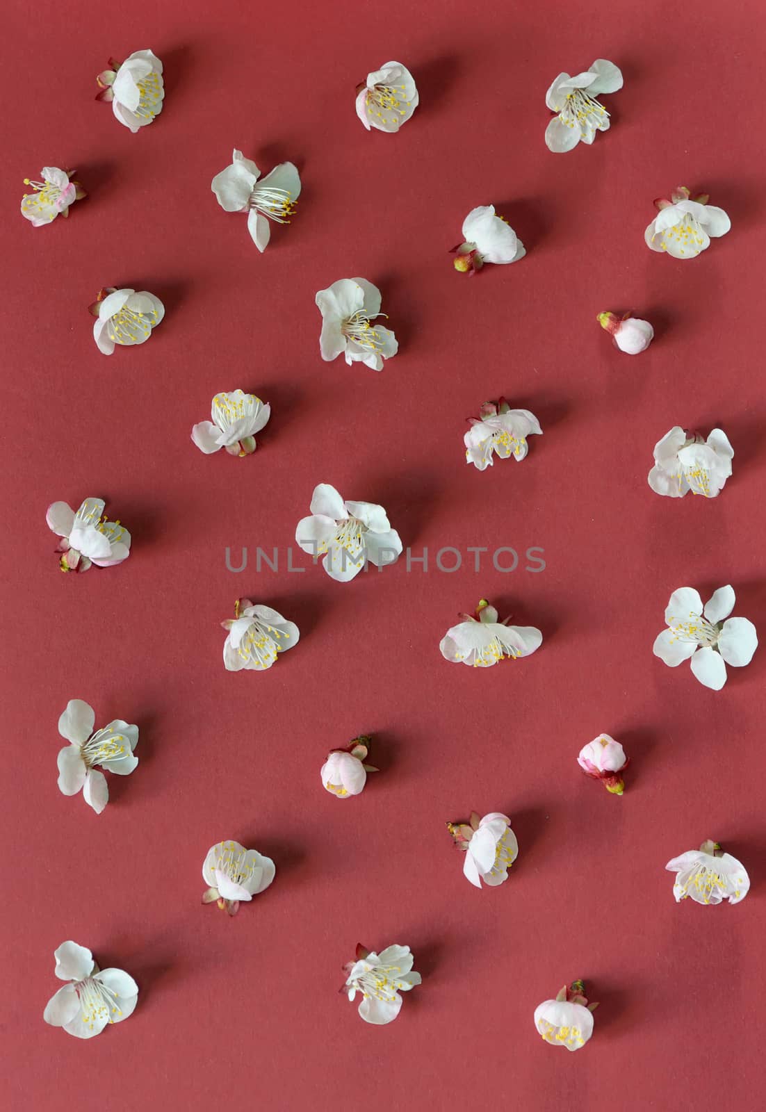 beautiful cherry blossoms on a red paper background