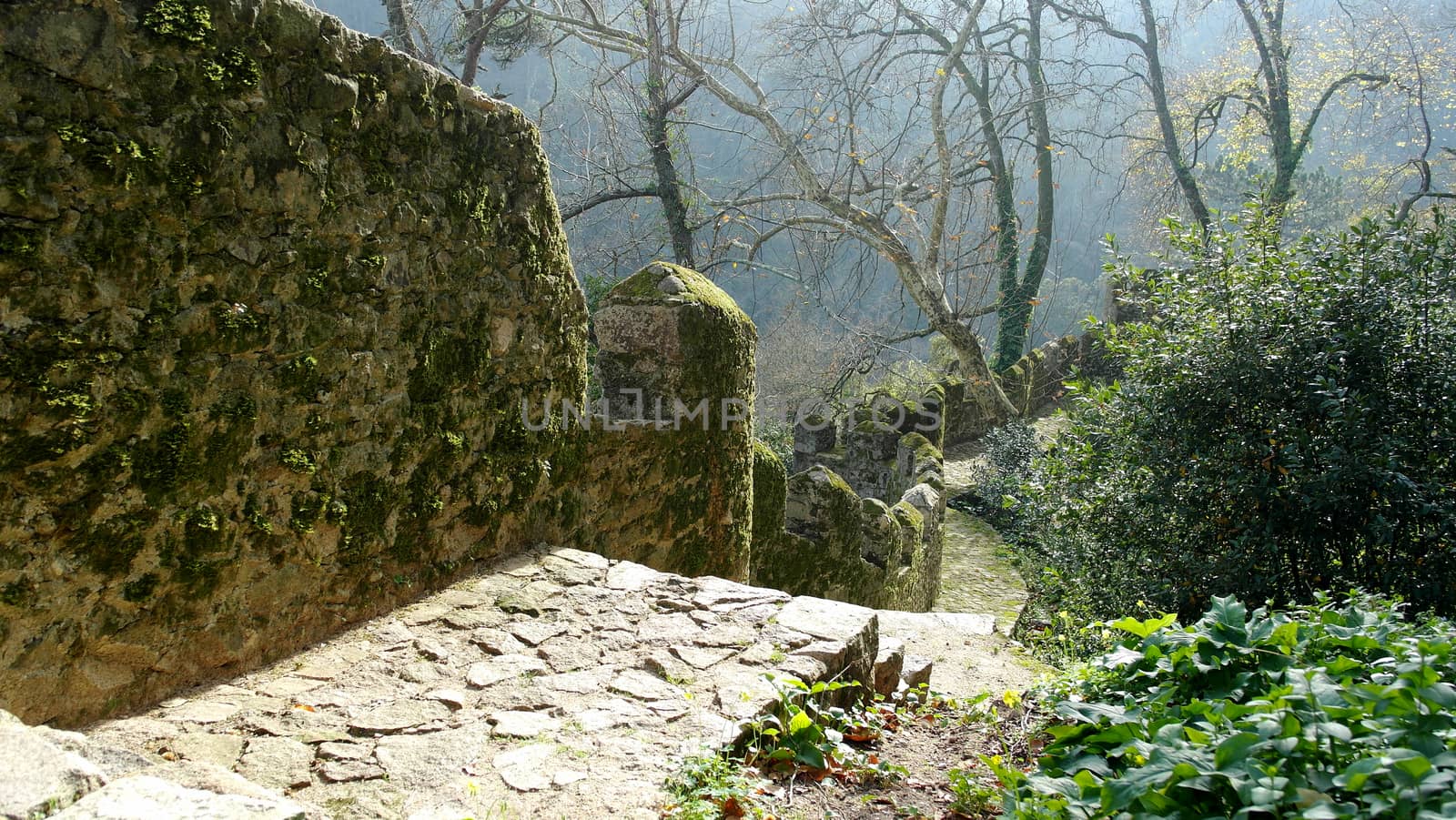 Detail of a forest trail, Sintra, Portugal