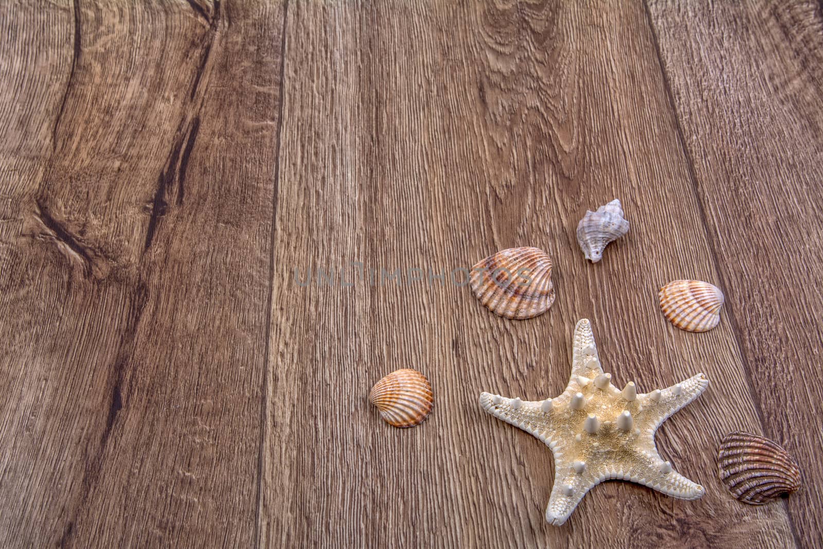 White starfish and sea shells on a wooden background