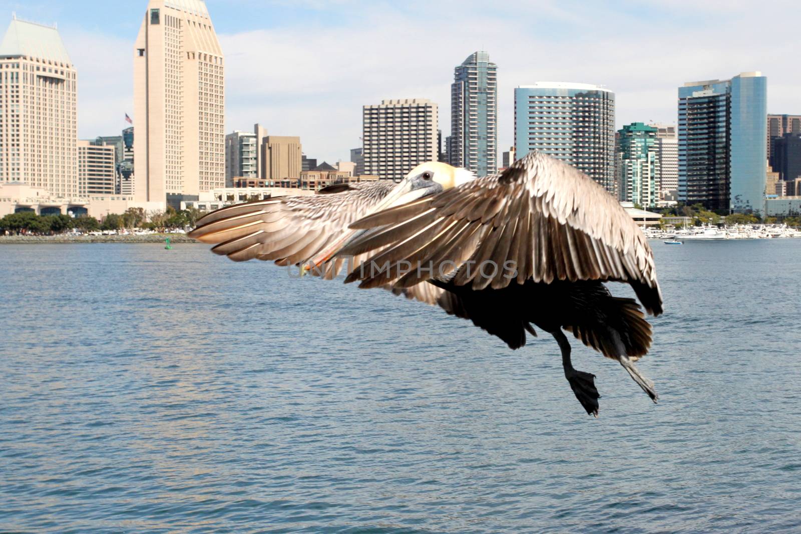 Grey pacific pelican with blue sky and the skyline of San Diego in the background.