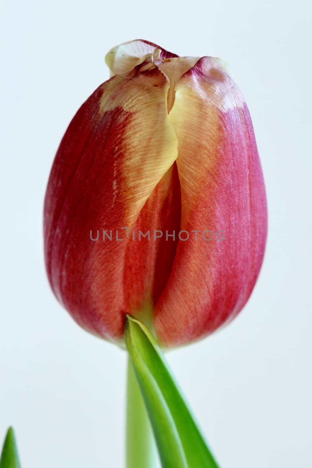 One flower Red tulip isolated on white close to