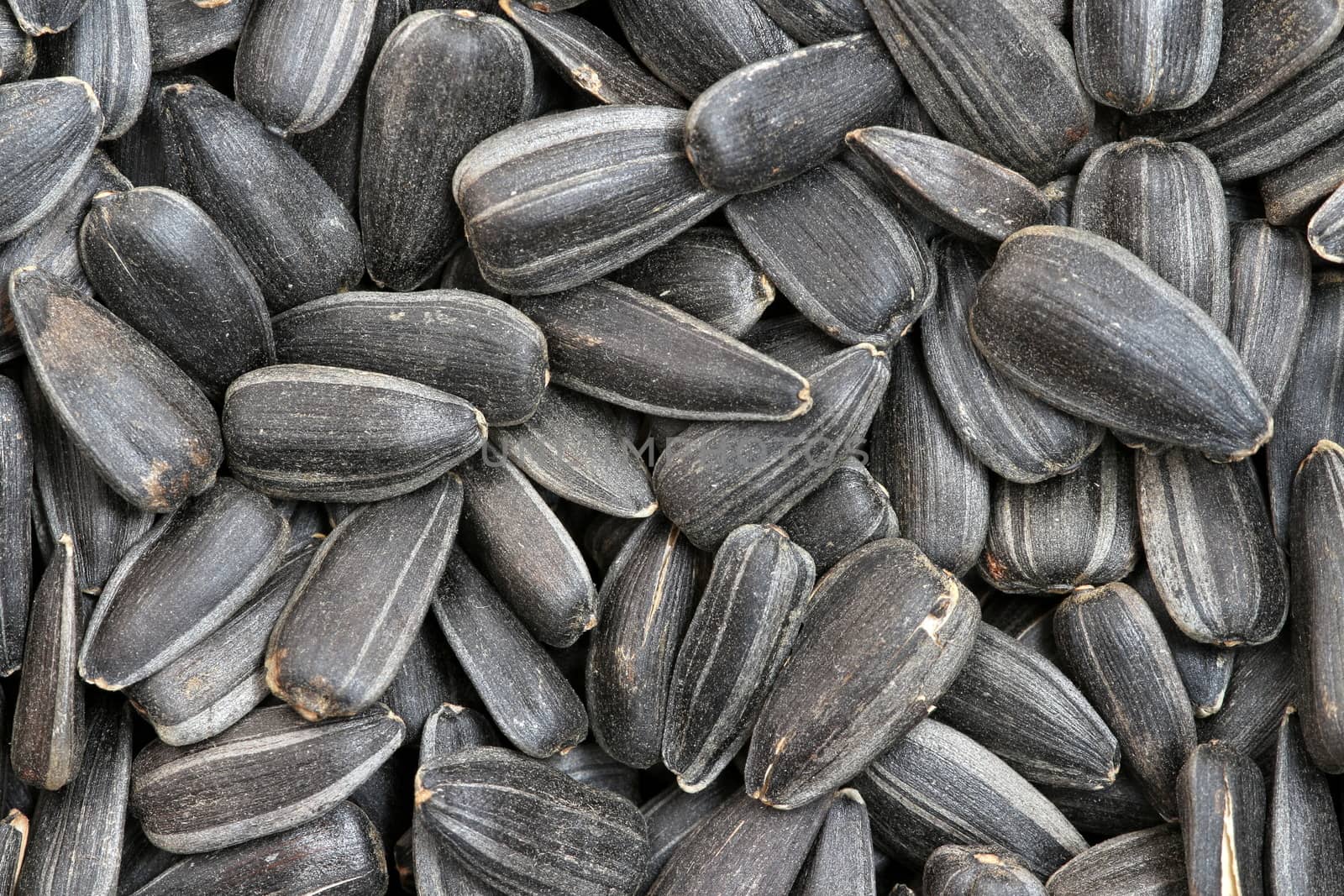 sunflower seeds background macro