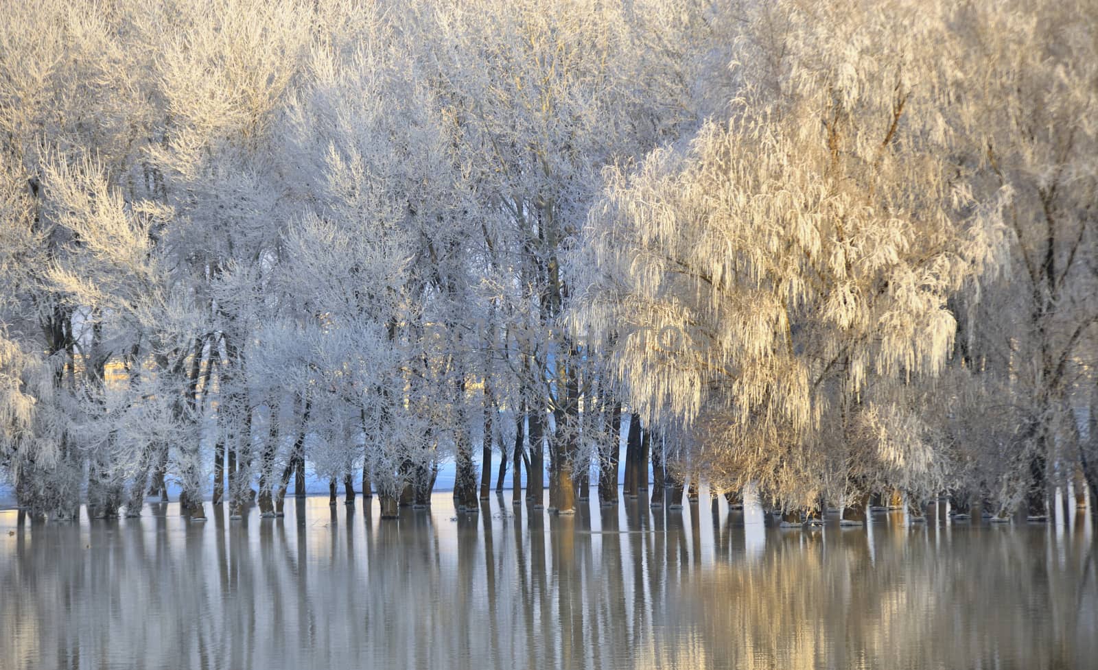 Frosty winter trees with reflection in water
