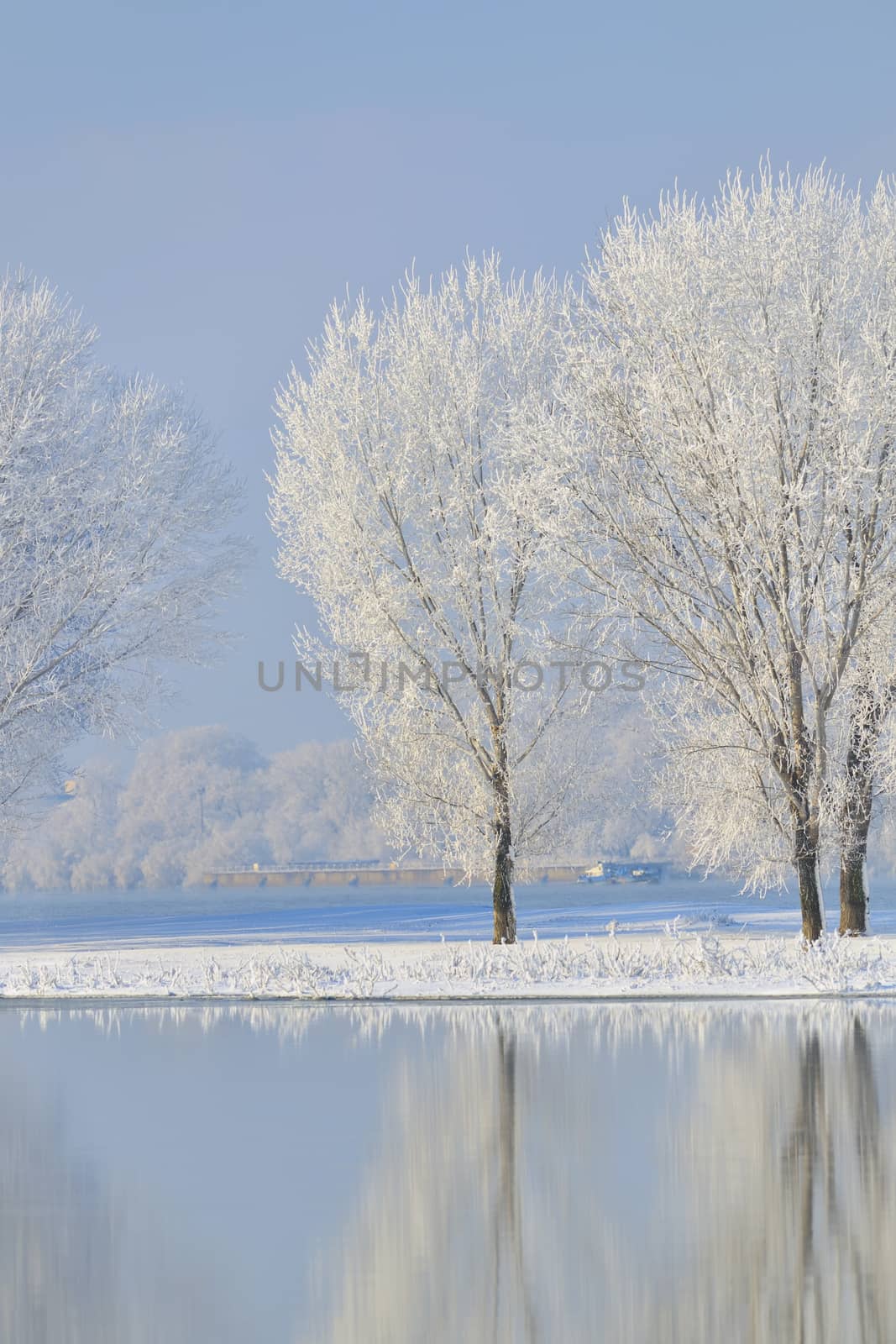 Frosty winter trees near Danube river