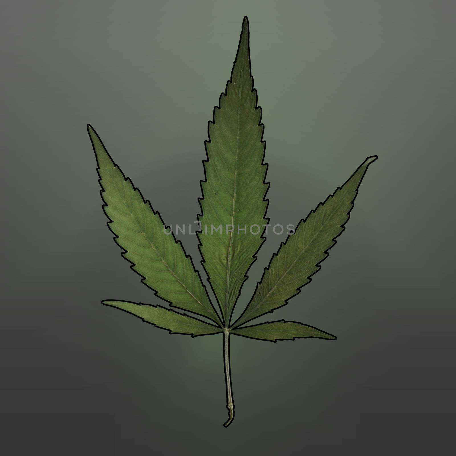 A square format image of a mature marijuana leaf set on a gradient background.