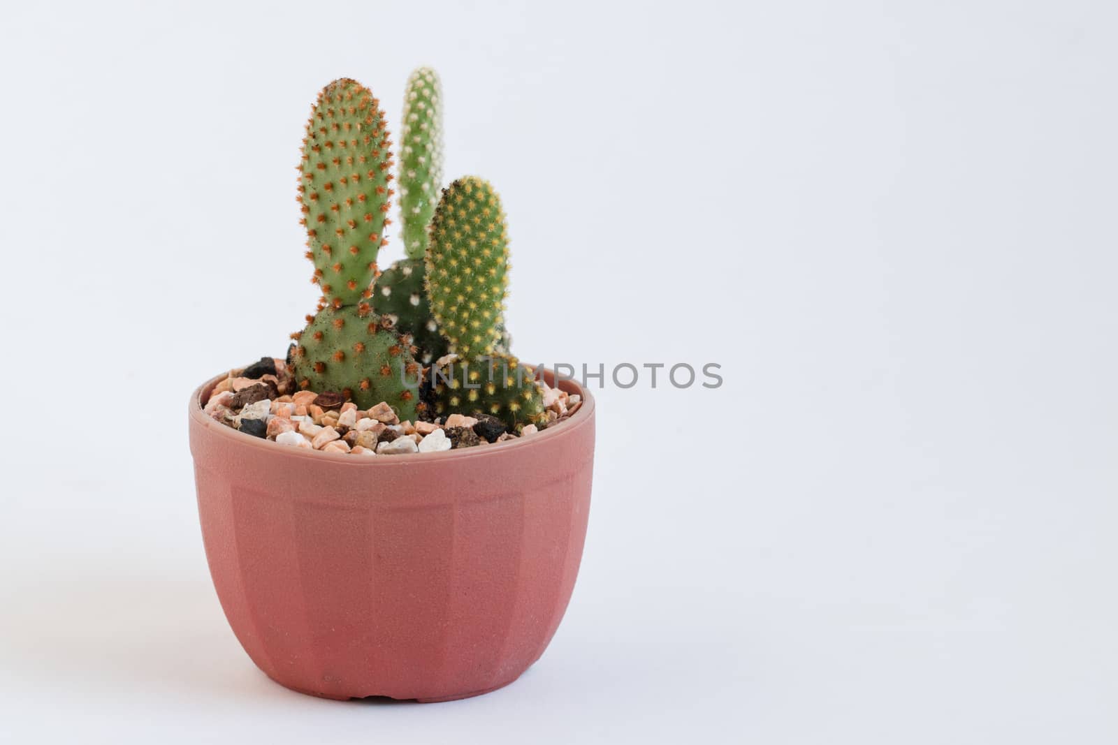 baby cactus in Lovely potted isolated on white background