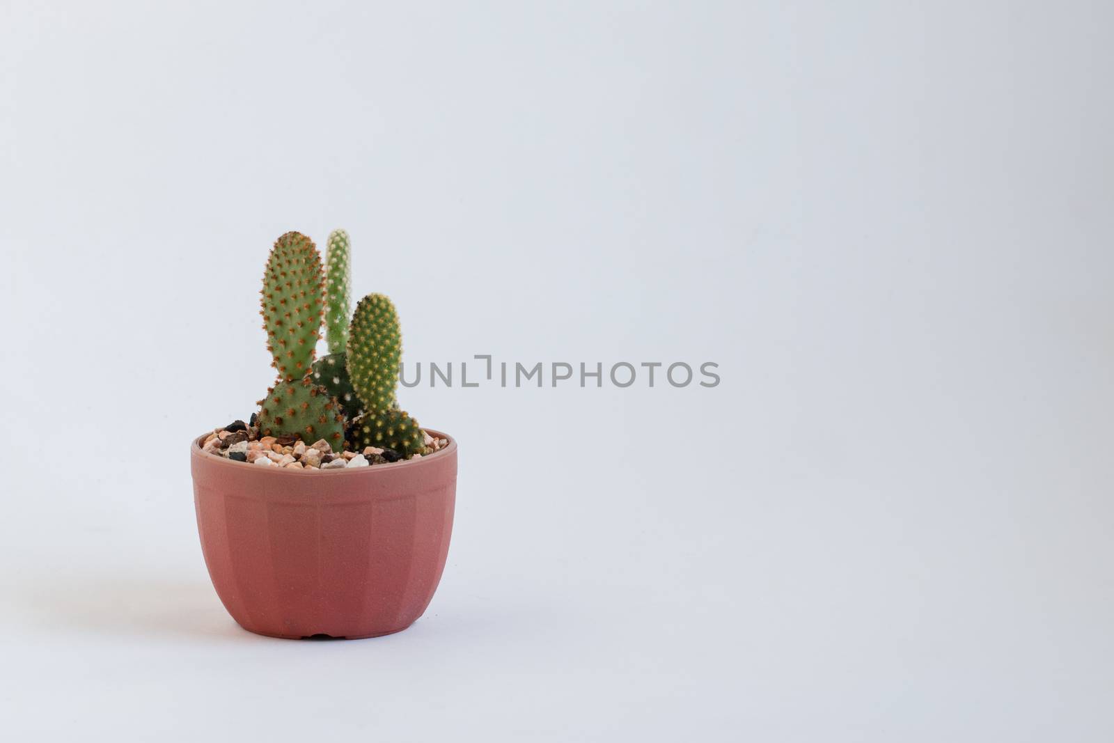 baby cactus by AEyZRiO