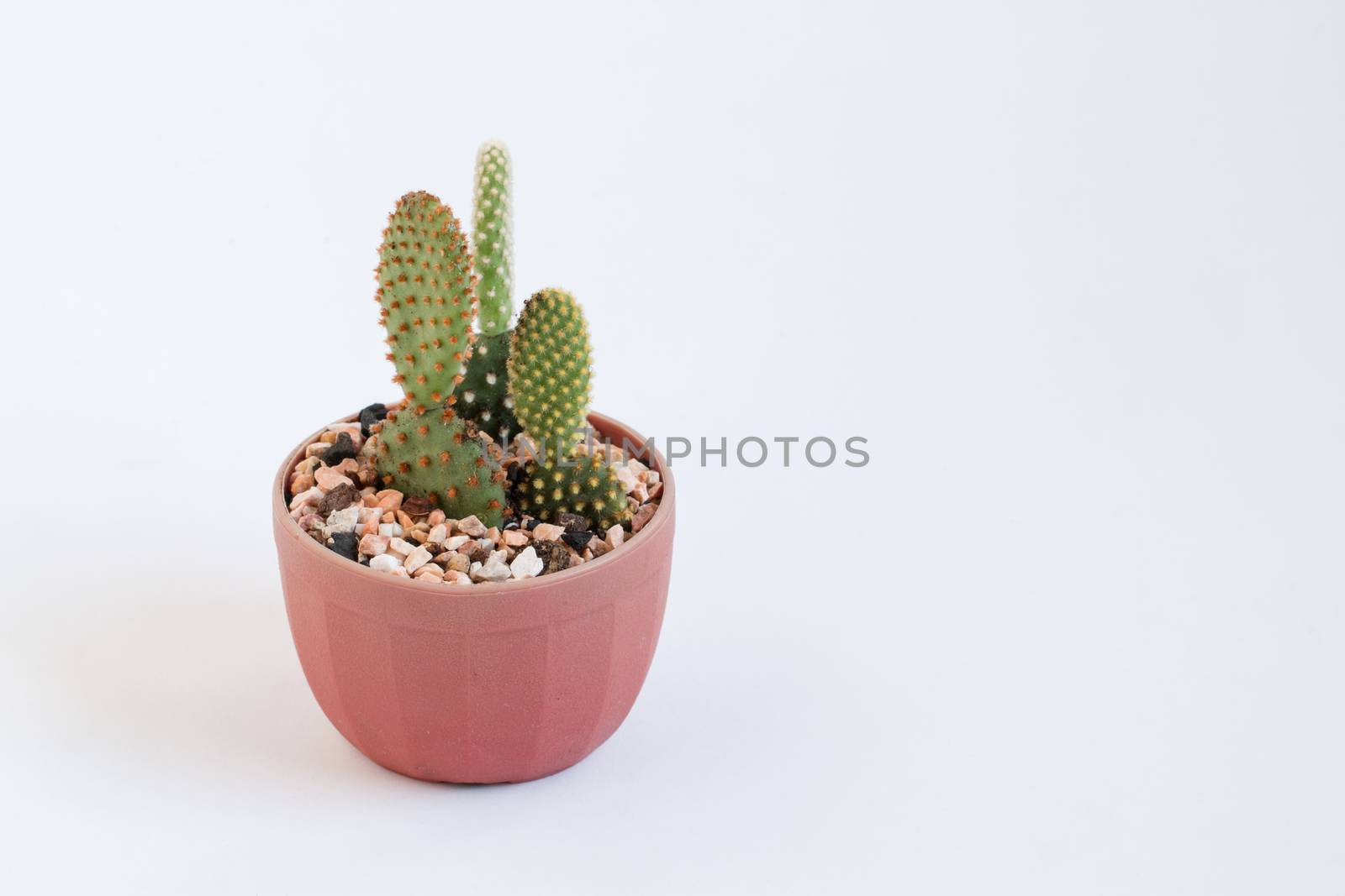 baby cactus in Lovely potted isolated on white background