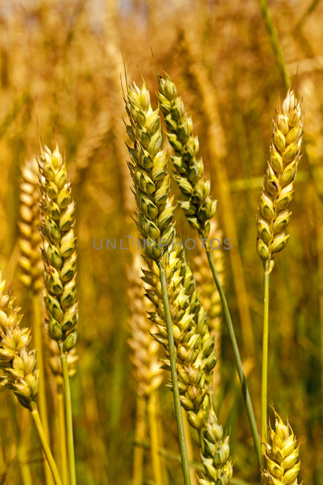   ripe ripened wheat in field. Filmed close up