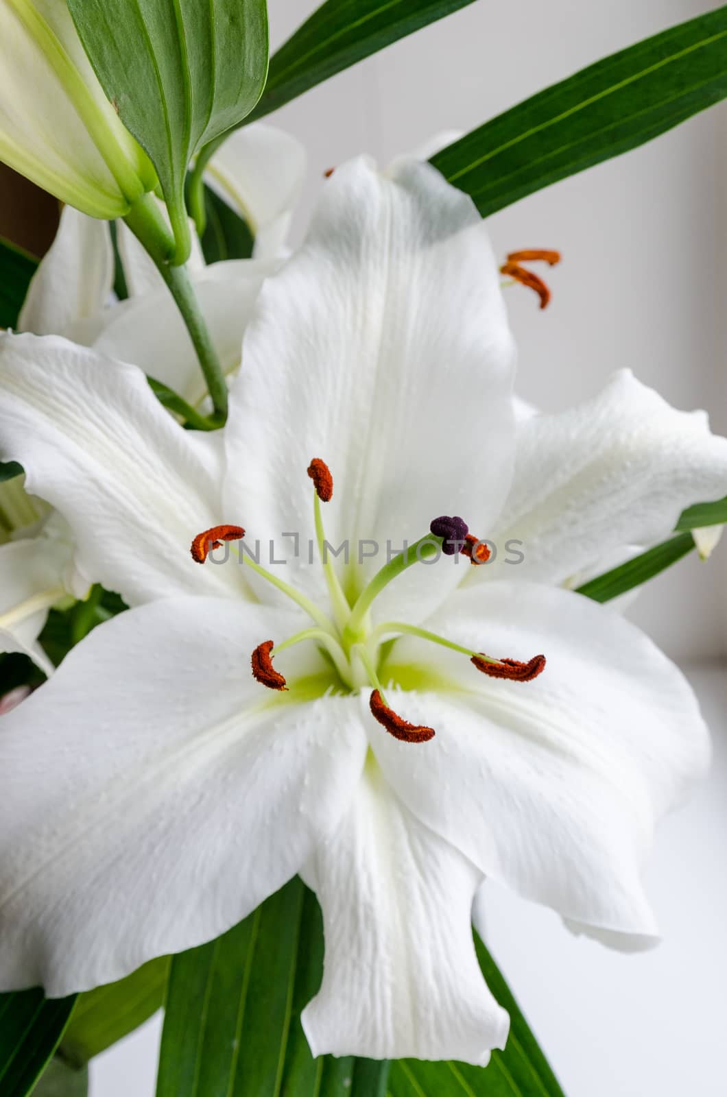 Fragrant blooming white Lily in the spring, presented on the 8th of March