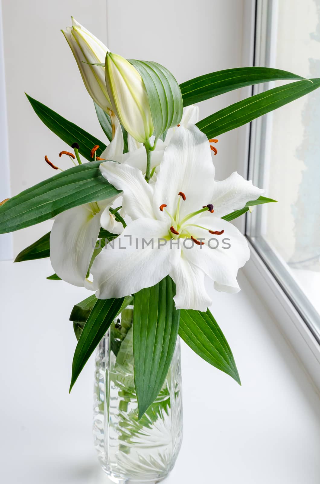 Fragrant blooming white Lily in the spring, presented on the 8th of March