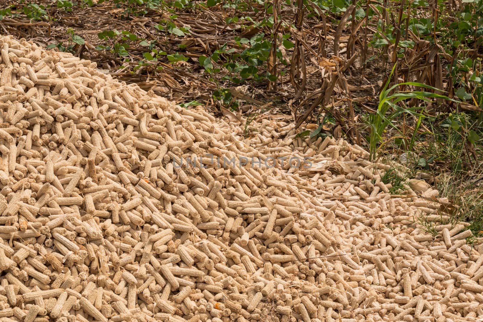 Pile dry corn cobs after harvesting, Thailand.