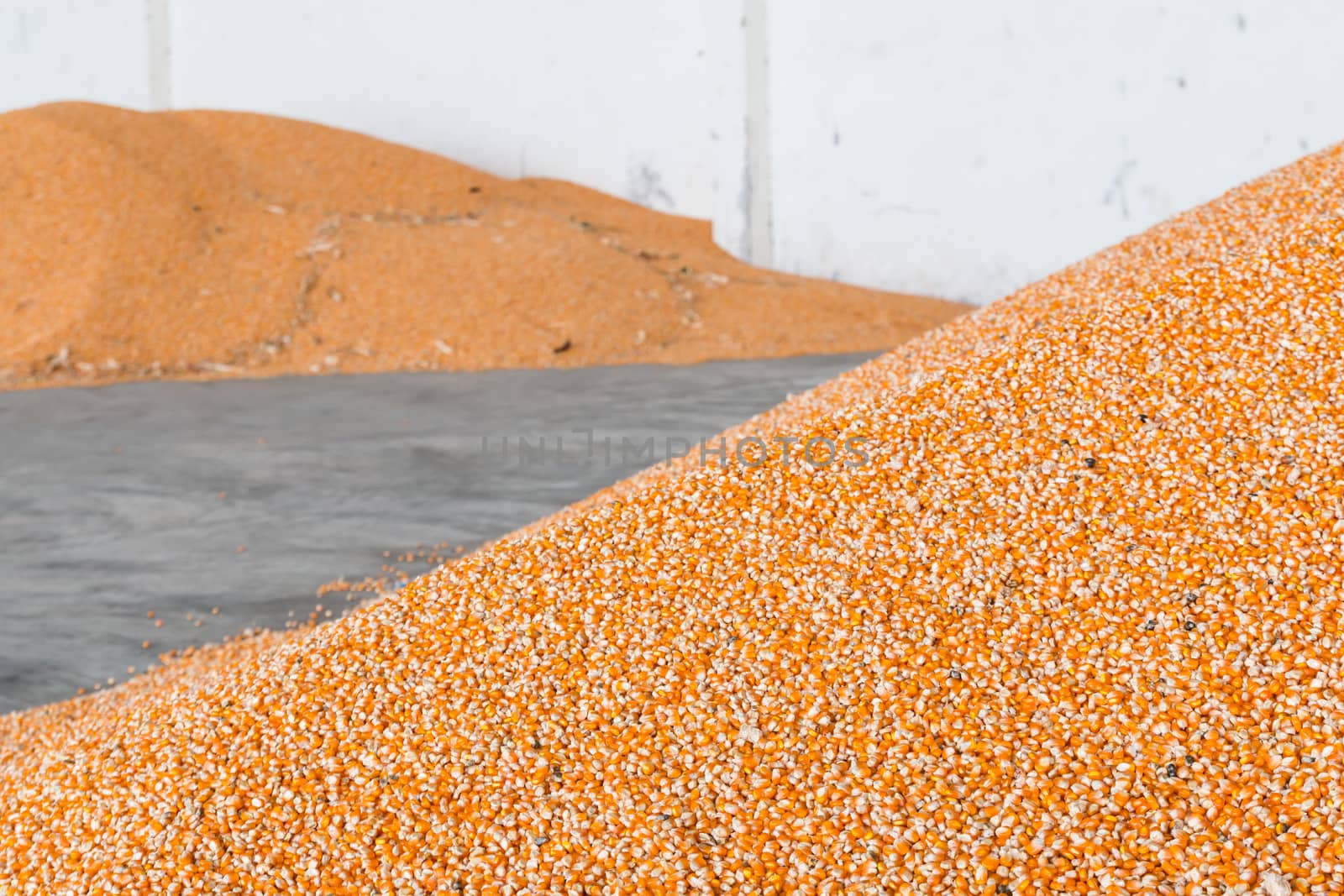 Corn after milling and harvest. by lavoview