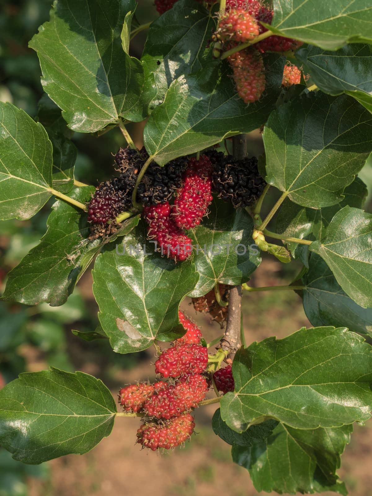 Mulberry fruit on branch.  by lavoview