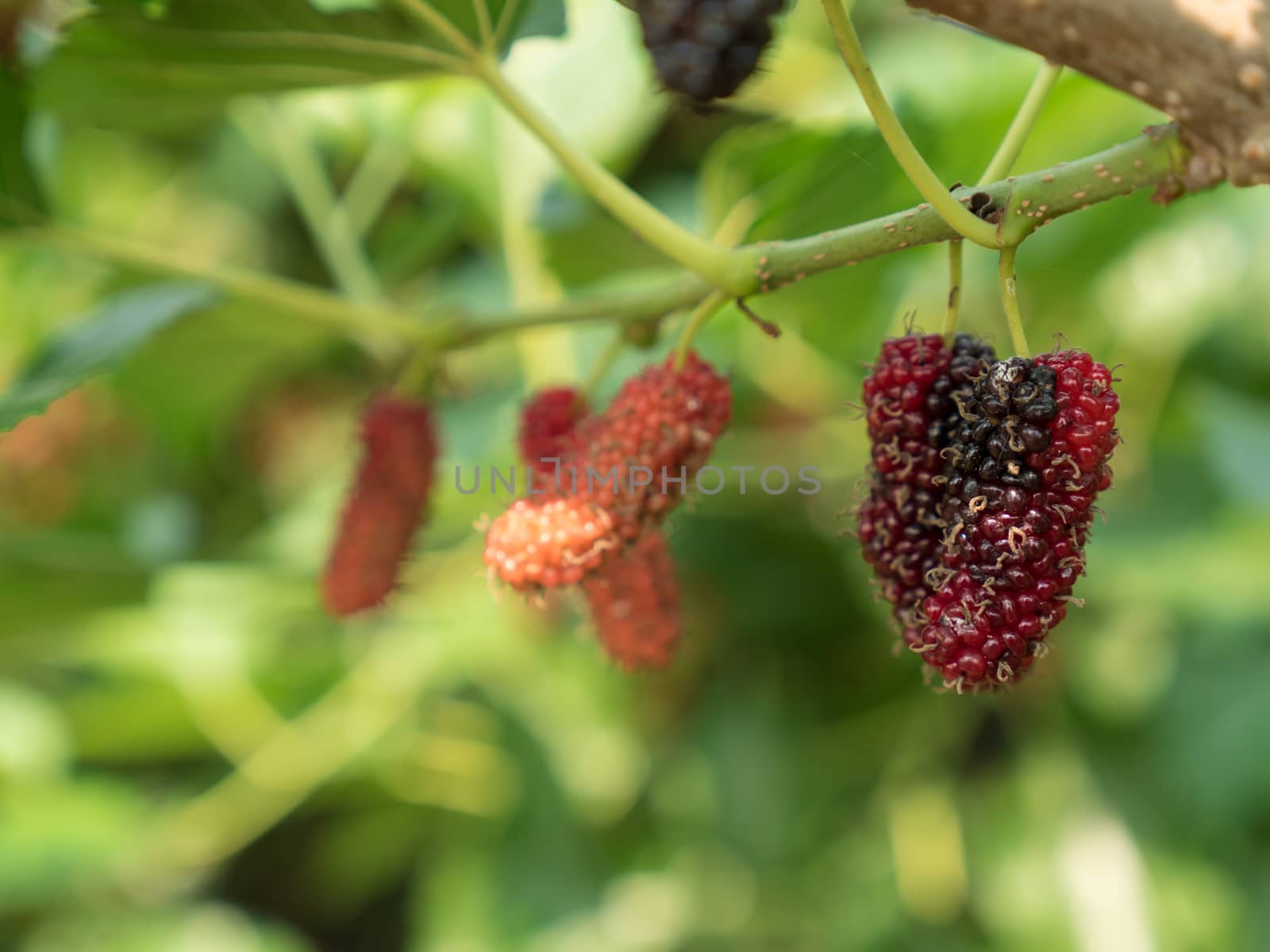 Mulberry fruit on branch.  by lavoview
