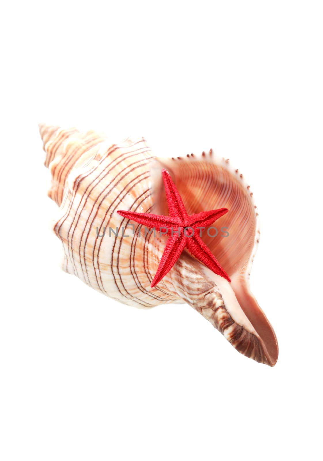 One red starfish on nice seashell against white background