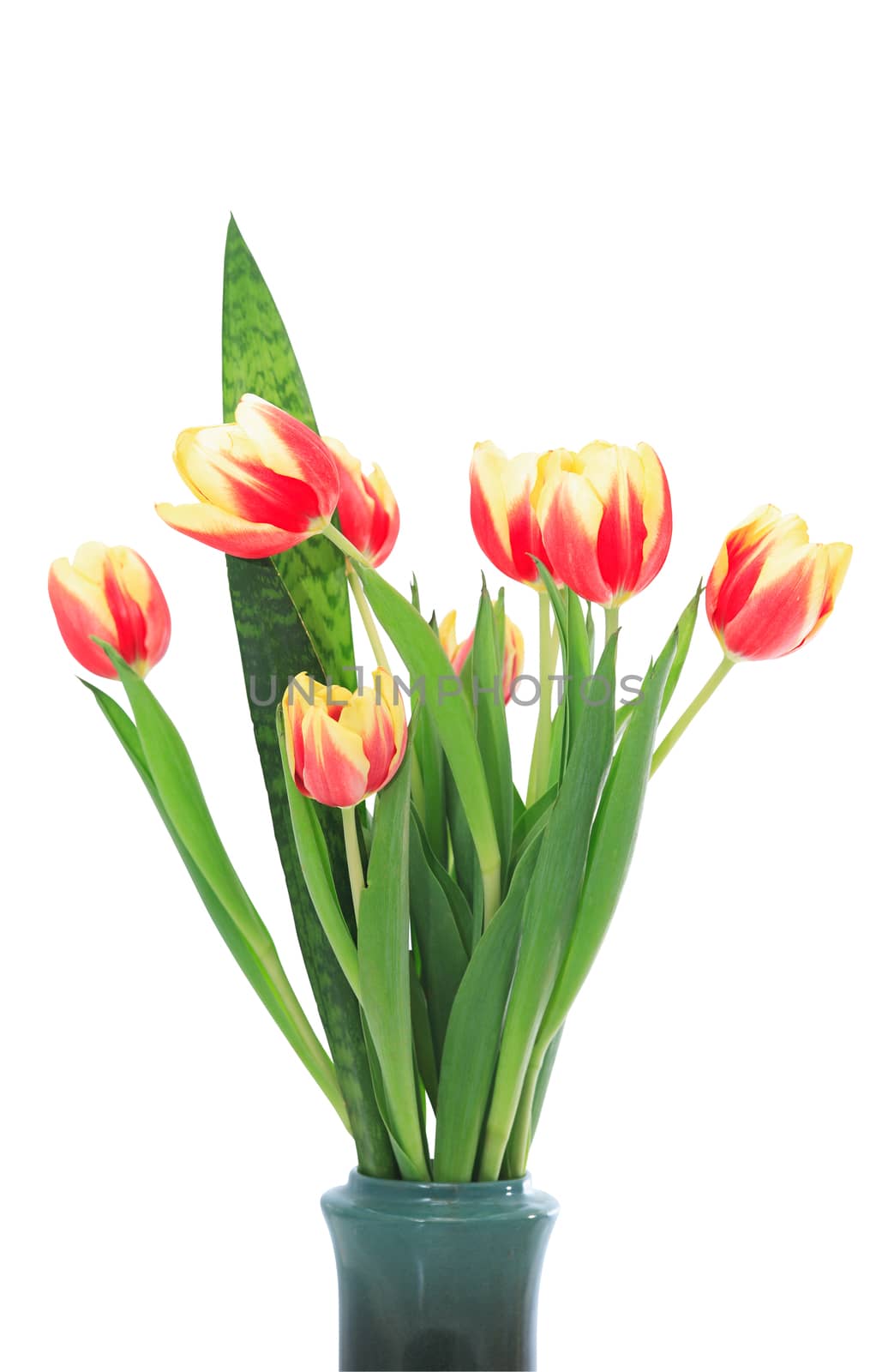 Bunch of tulips in nice ceramic vase on white background. Isolated with clipping path