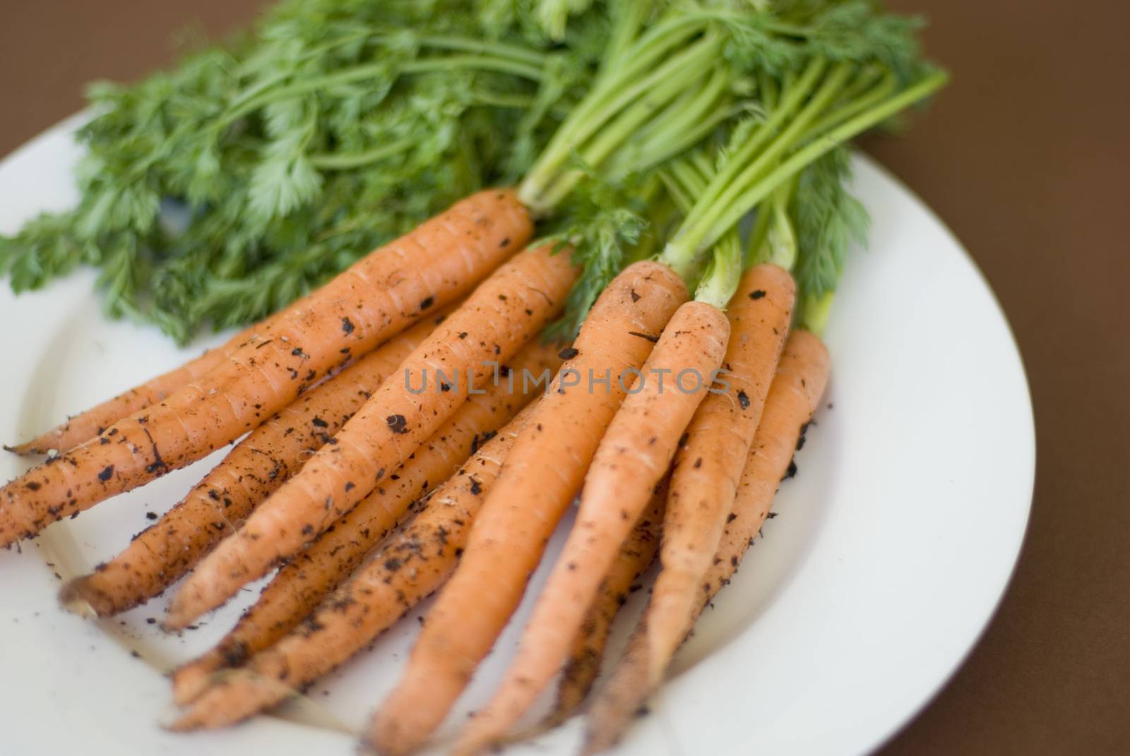 Bunch of young freshly harvested carrots from the garden still with their leaves and attached soil particles lying on white plate