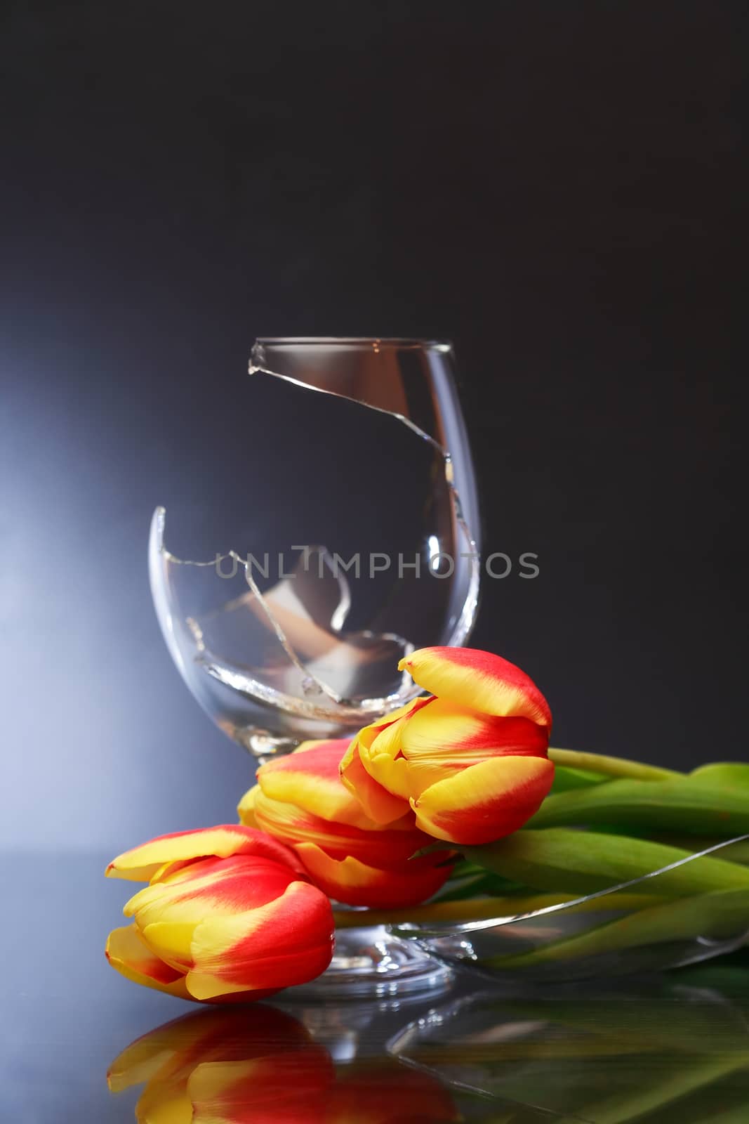 One broken wineglass and tulips on nice dark background