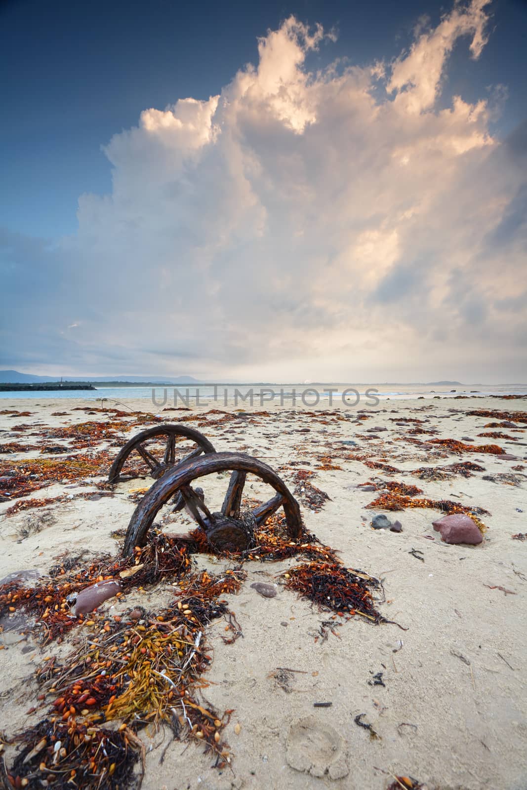Rusty wheels in the sand surrounded by colourful weed washed up in  a recent big swell. The wheels are left from a train line that existed to haul cut rock from Windang Island to the mainland to build the breakwaters.
