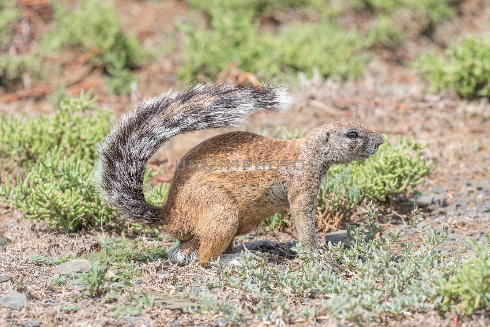 A ground squirrel, Xerus inauris, between succulents in the Mountain Zebra National Park near Cradock in South Africa