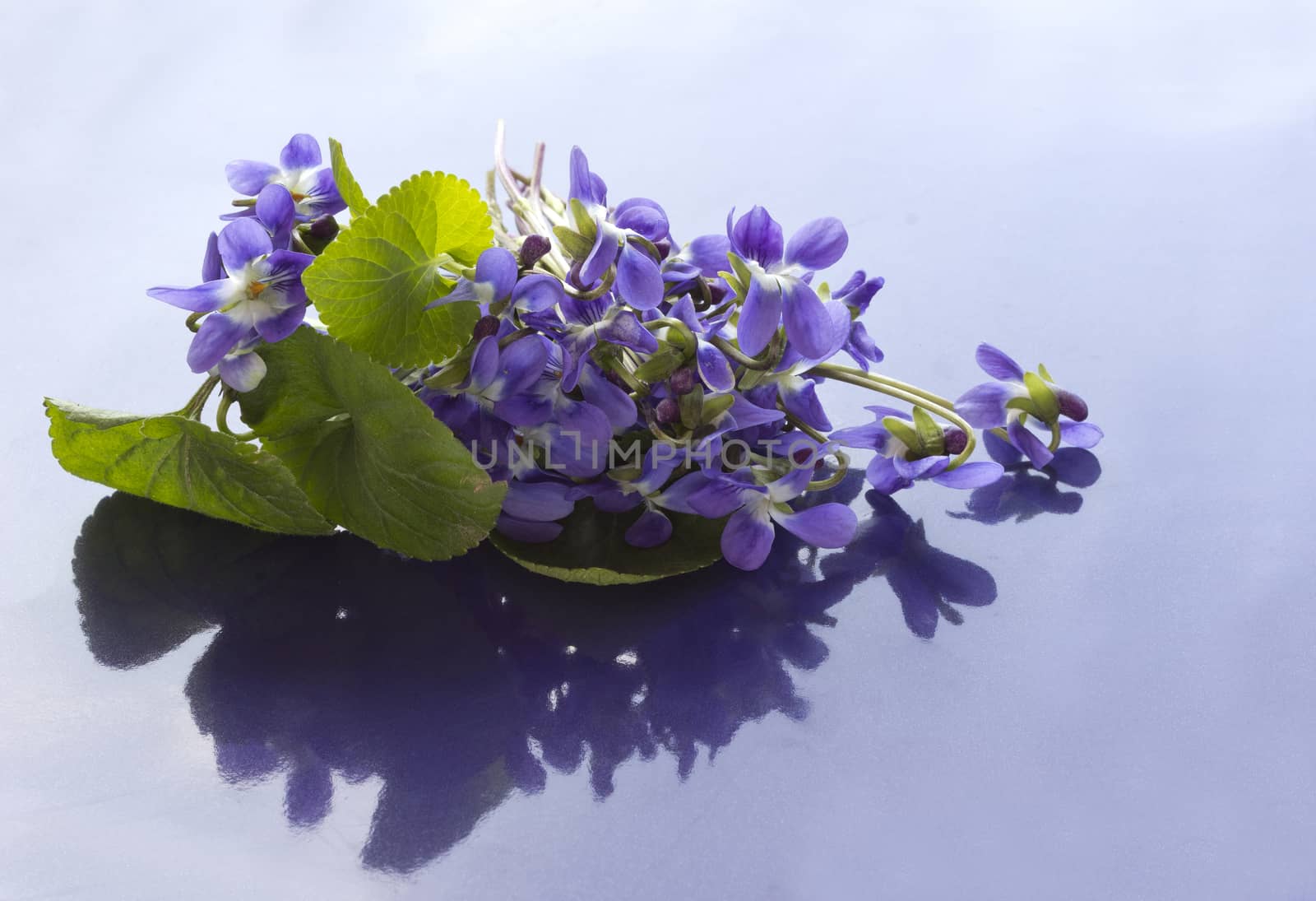 Close-up of a bouquet of violets
