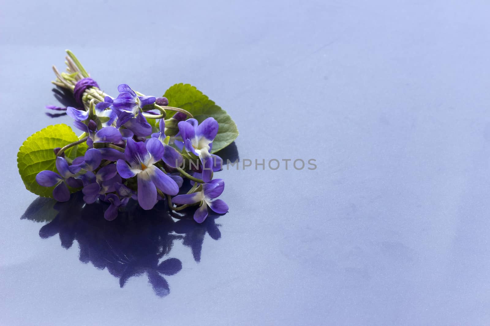 Violet flowers by Kidza