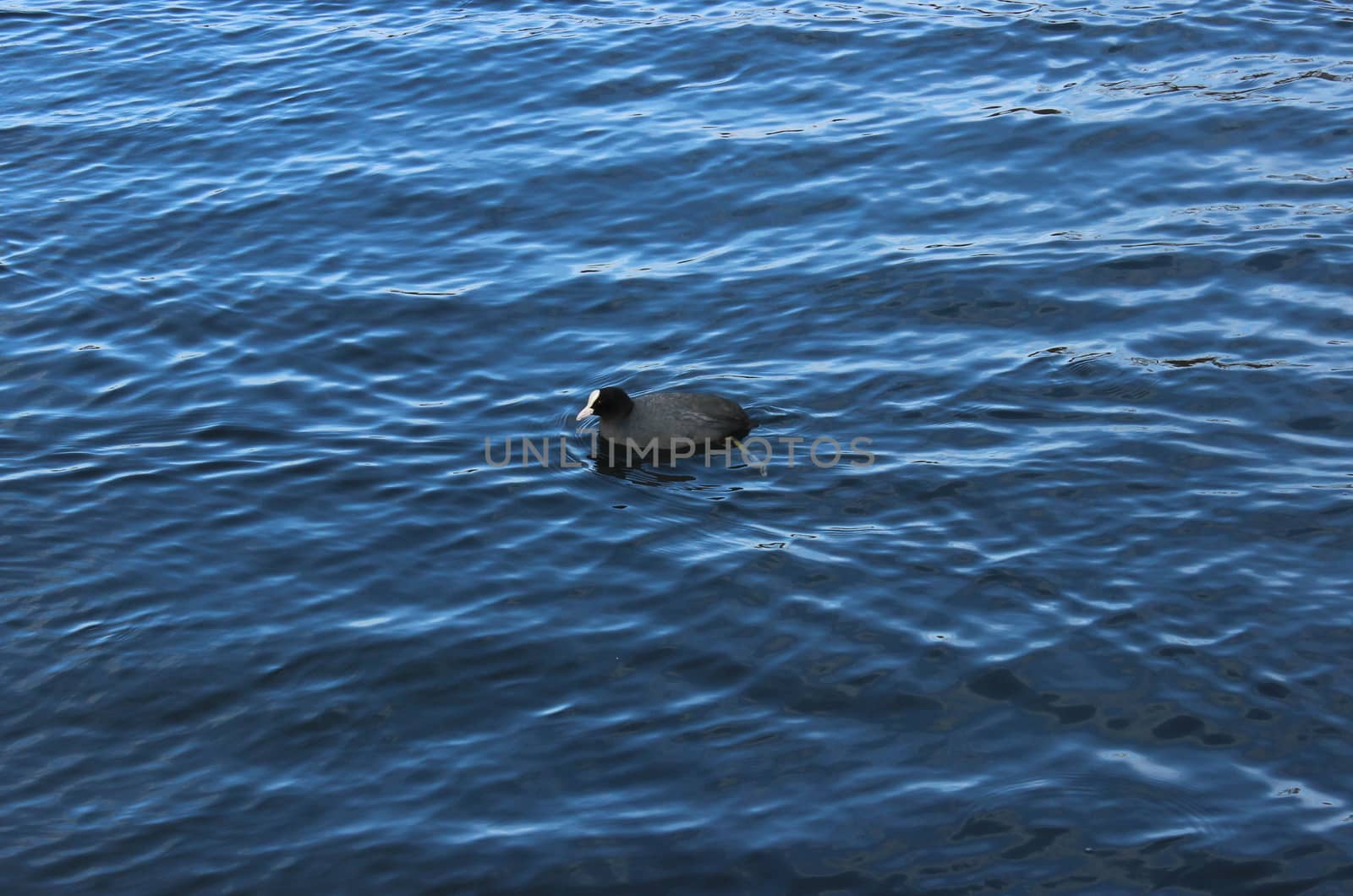  Coot is floating on the lake in a park in Gatchina, Russia on a blue background. Spring 2016.