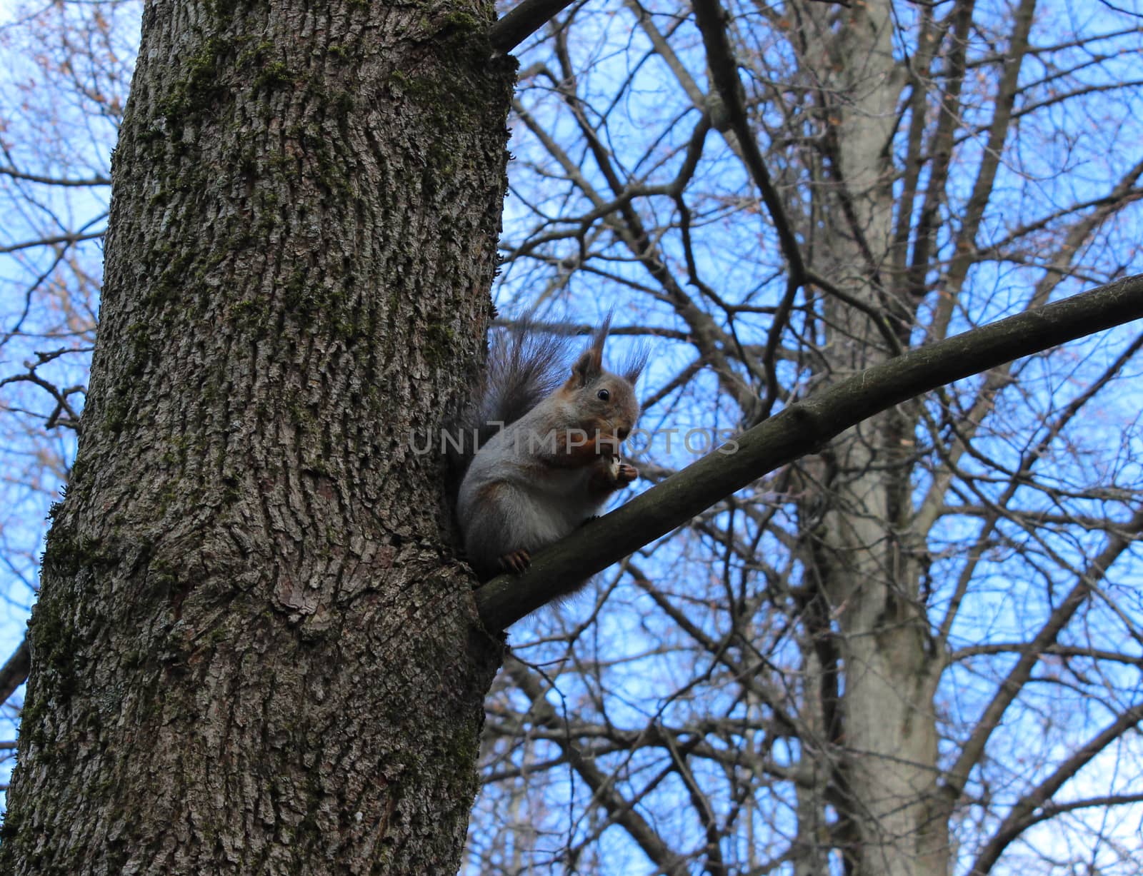 Squirrel (Sciurus vulgaris) sits on an oak branch, and eat bread. Gatchina park, Gatchina, Leningrad, Russia. Spring 2016. 