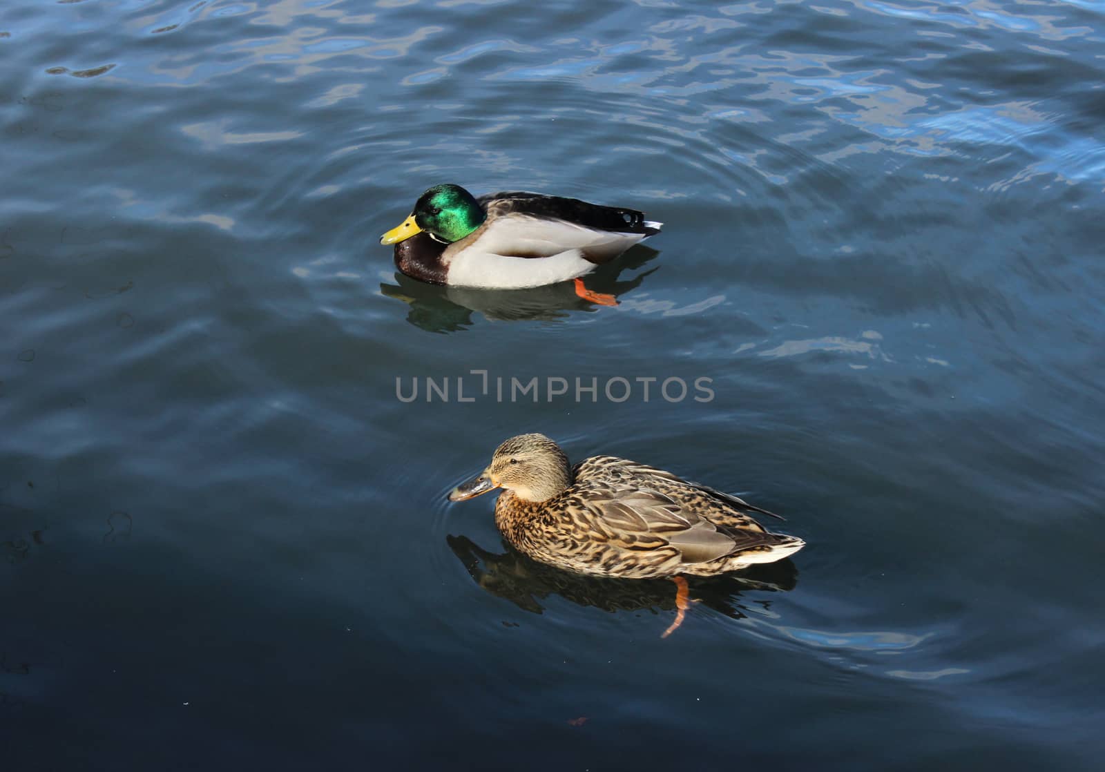 Male and female mallard duck (Anas platyrhynchos) are swimming on White Lake in the park of Gatchina in spring 2016.