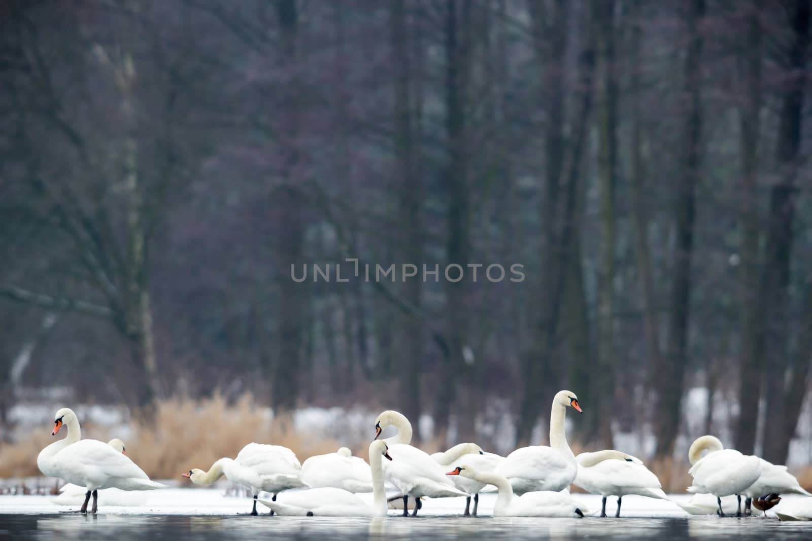 swans on blue lake water in sunny day, swans on pond, nature series
