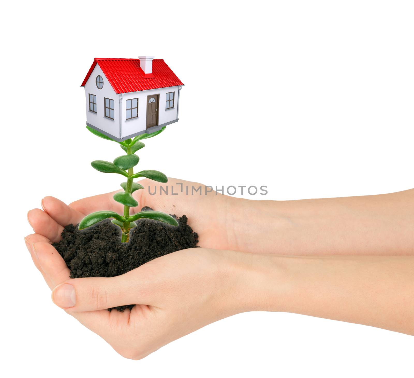 Hands holding plant with house by cherezoff