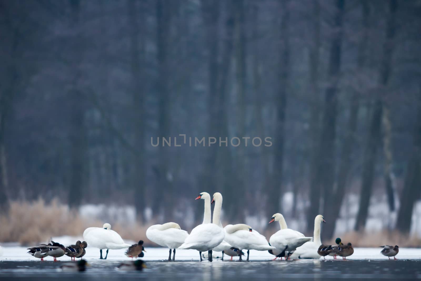 swan on blue lake water in sunny day, swans on pond, nature series