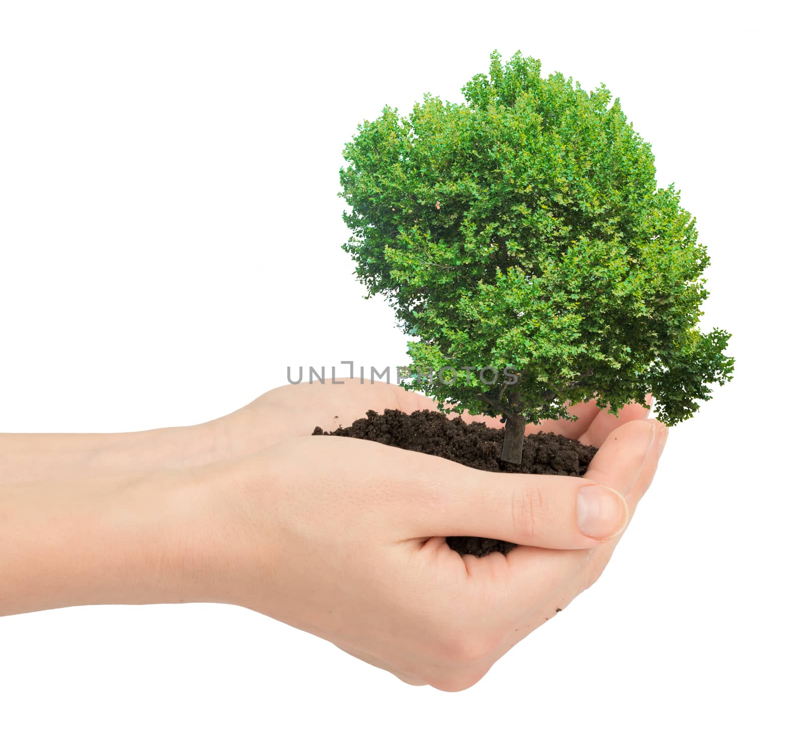 Hands holding ground with tree isolated on white background, ecology concept