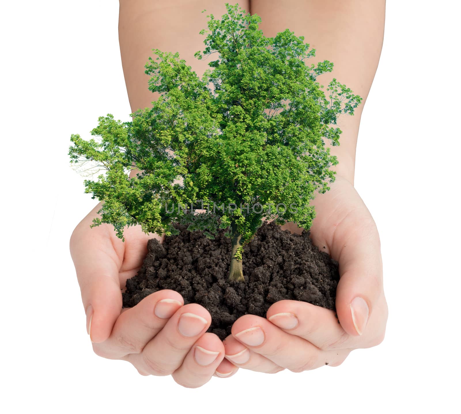 Hands holding ground with tree isolated on white background, ecology concept