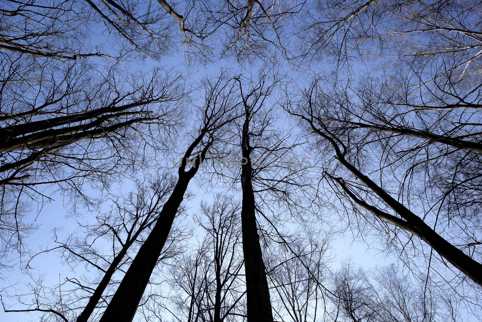Trees in the sky. by sergey_pankin