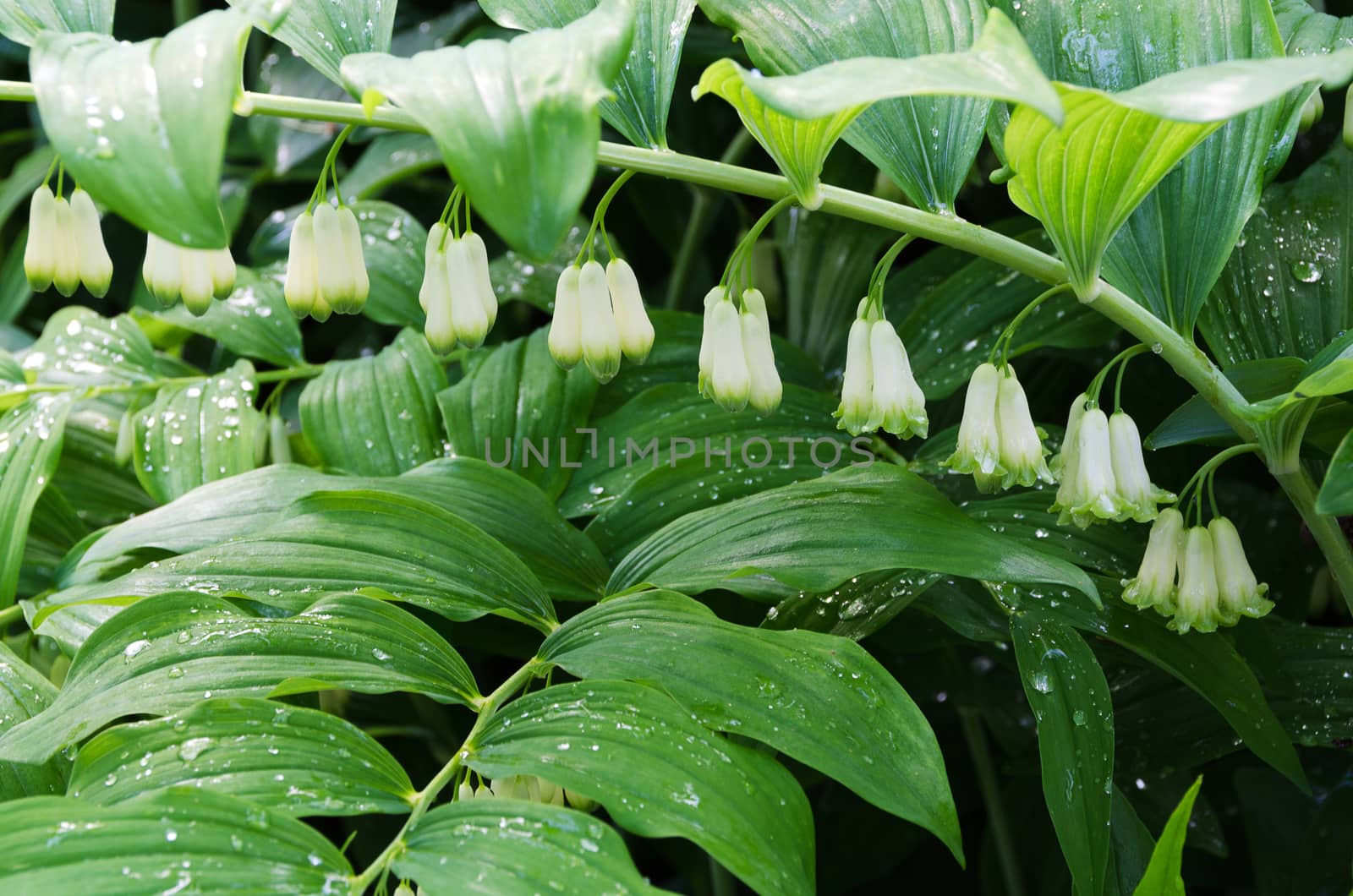 a beutiful white flower from the family Polygonatum with some raindrop