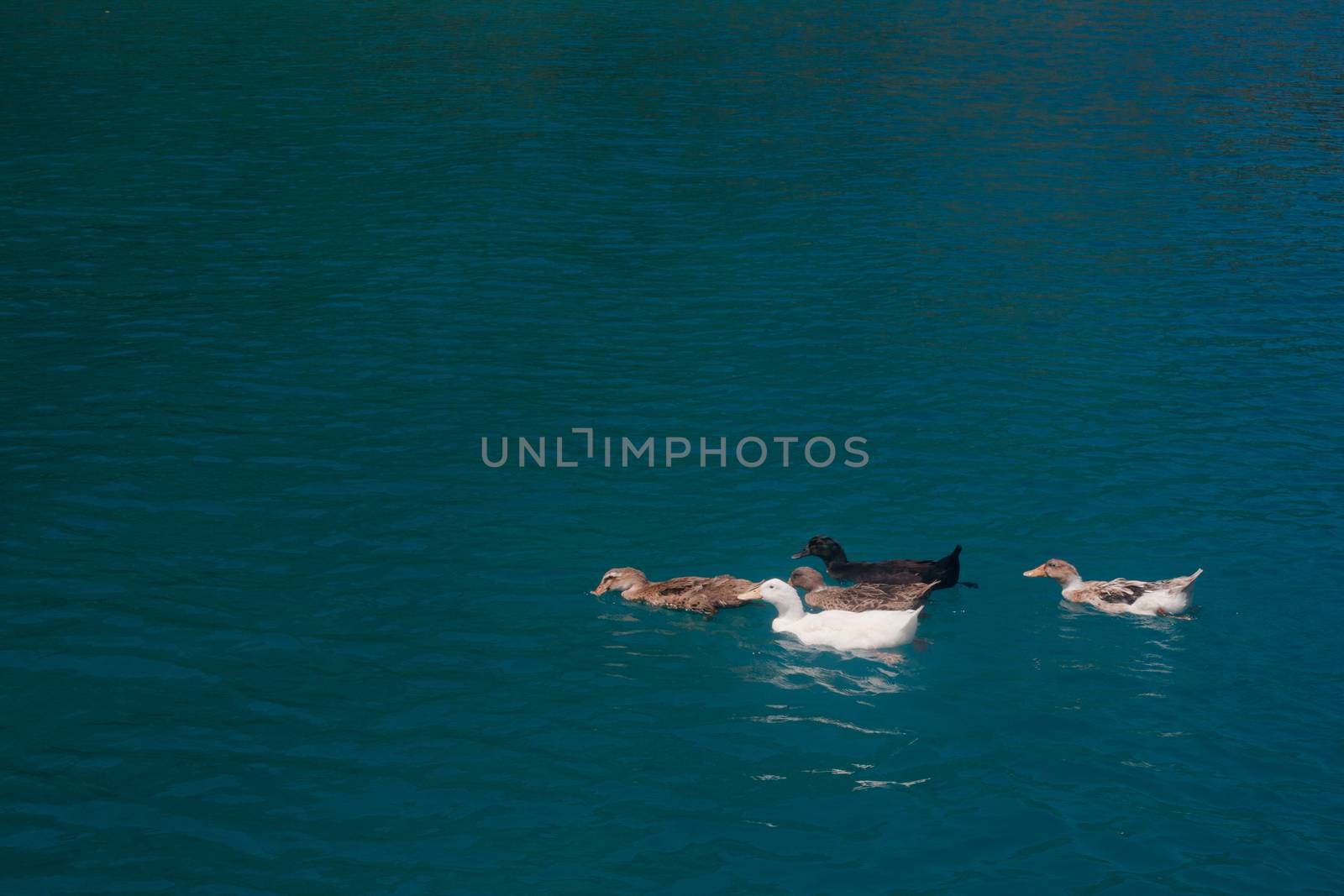 Several ducks floating in blue water
