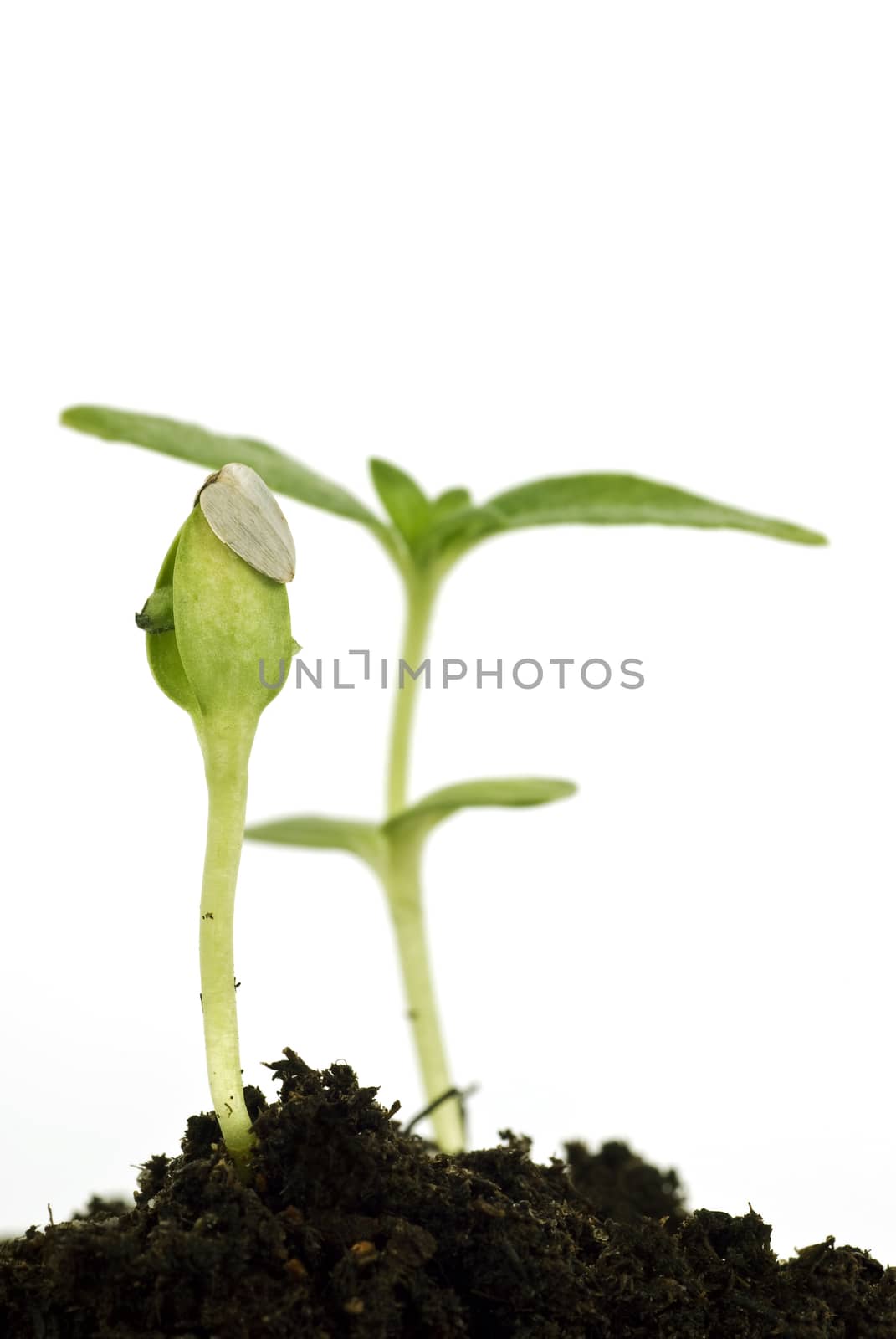 Green seedling showing concept of life.  Shot on white background